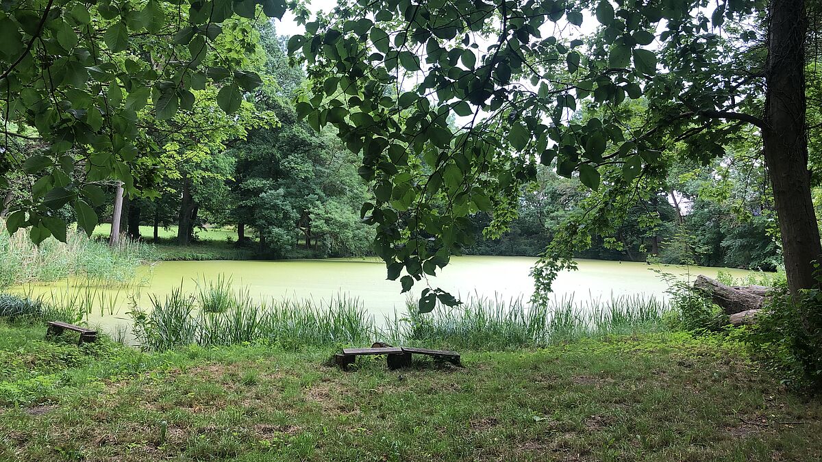 Teich im Park