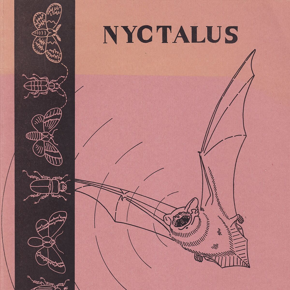 NYCTALUS. AK Fledermaus