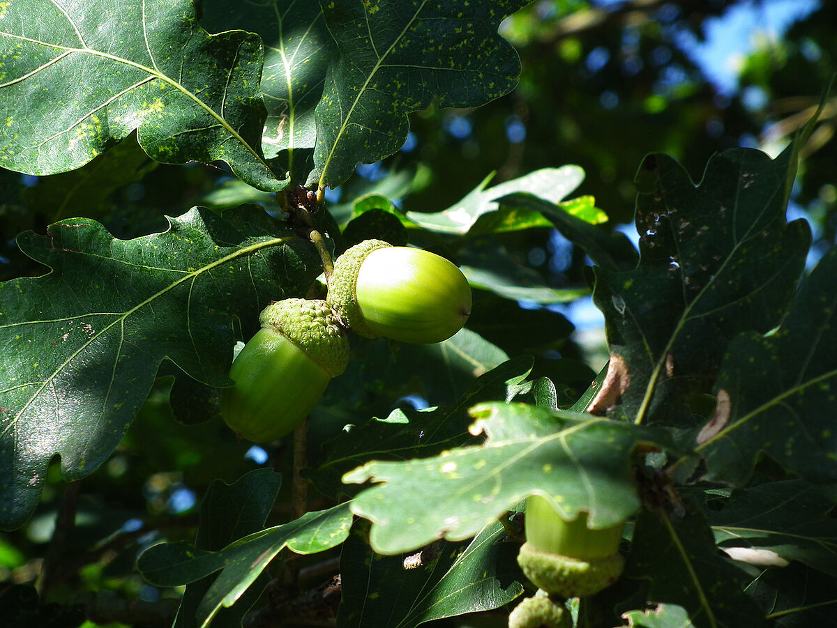 Grüne Eicheln im Spätsommer am Baum