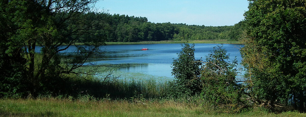 Blick auf den sommerlichen Dambecker See im Müritznationalpark