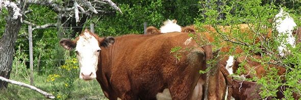 Nachhaltiges Landwirtschaftliches Produktionsmanagement