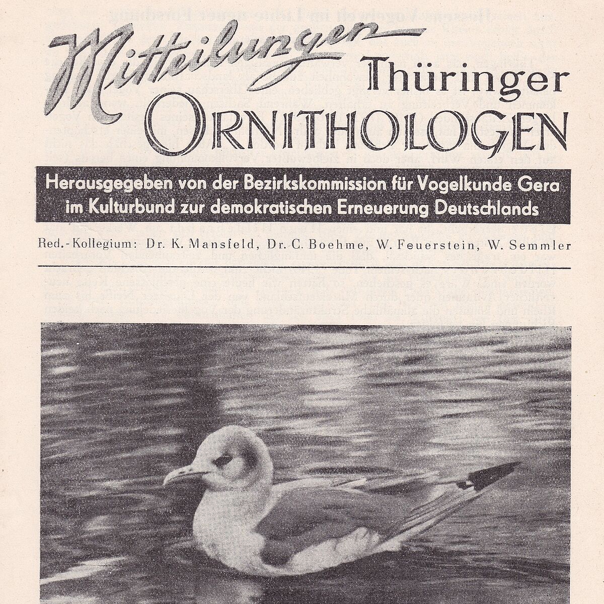 Mitteilungen Thür. Ornithologen