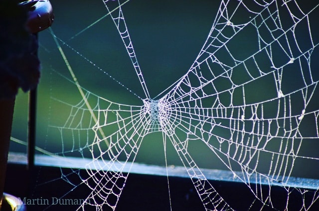 ein Spinnennetz von Morgentau umgarnt